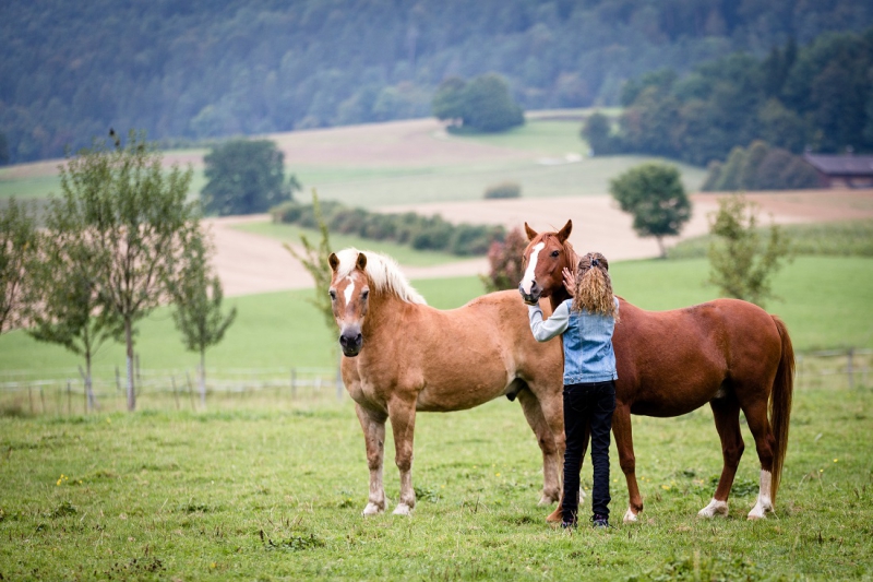 logements-chevaux-jura