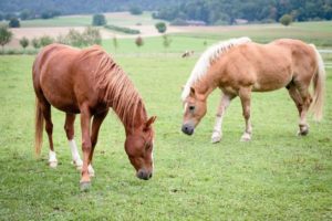 chevaux-jura-gite