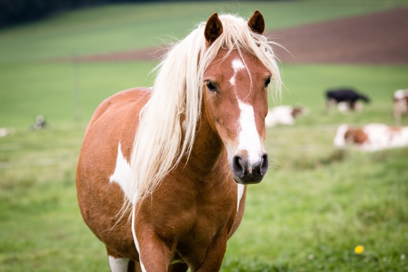 jura-chevaux-en-stalle