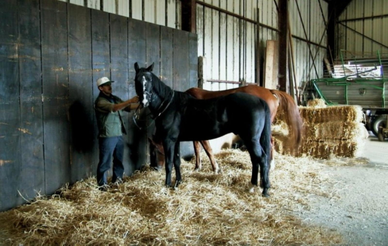 jura-chevaux-en-stalles