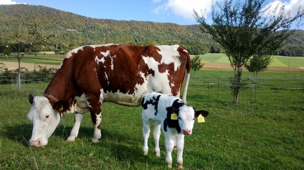 Vache et veau